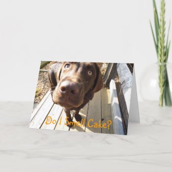 Do I Smell Cake? Chocolate Lab Greeting Card by Sidelinedesigns at Zazzle