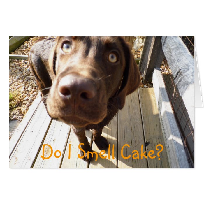 Do I Smell Cake? Chocolate Lab Greeting Card Zazzle