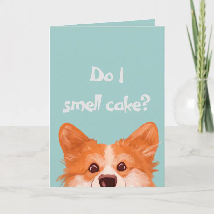 do corgis smell