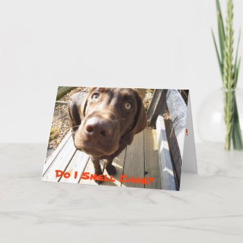 Do I Smell Cake? Fun Birthday Card For Dog Lovers by Sidelinedesigns at Zazzle