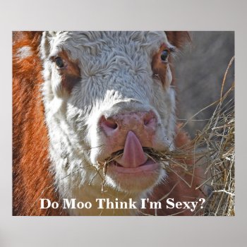 Do Moo Think I'm Sexy Cow Sticking Tongue Out Poster by WackemArt at Zazzle
