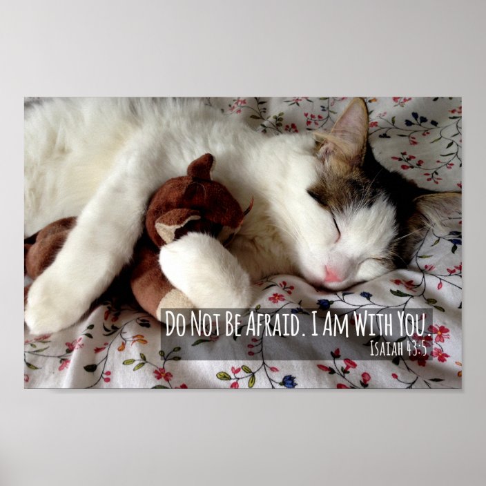 cat in bed with teddy bear