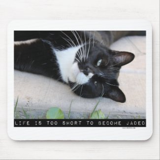 Do Not Be Jaded Funny Cat Motivation Quote