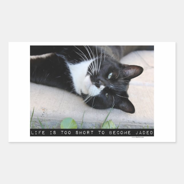 Do Not Be Jaded Funny Cat Rectangular Sticker (Front)