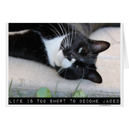 Do Not Be Jaded Motivation Cat Blank Note