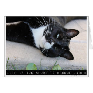 Do Not Be Jaded Motivation Cat Blank Note Cards