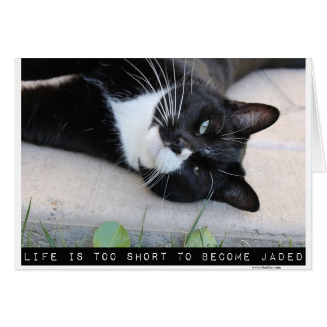 Do Not Be Jaded Motivation Cat Blank Note Cards (Front Horizontal)