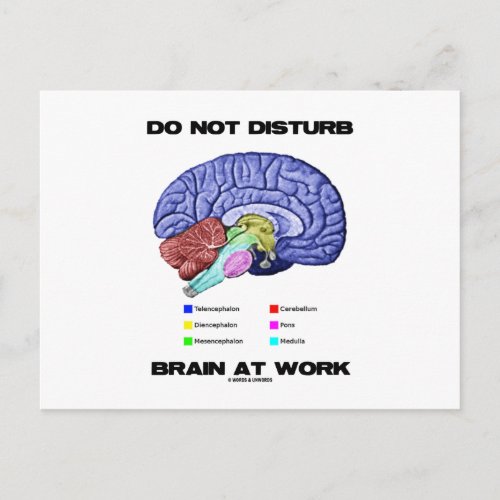 Do Not Disturb Brain At Work Anatomical Humor Postcard