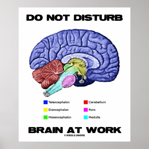 Do Not Disturb Brain At Work Anatomical Humor Poster