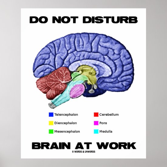 Do Not Disturb Brain At Work (Anatomical Humor) Poster