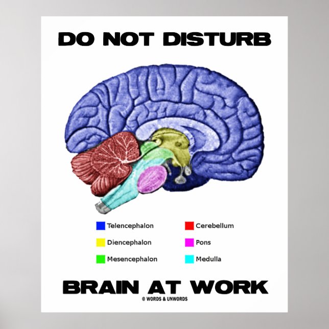 Do Not Disturb Brain At Work (Anatomical Humor) Poster (Front)