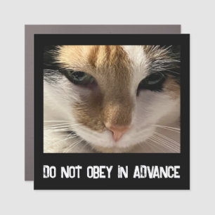 Do Not Obey in Advance--Angry Cat Car Magnet