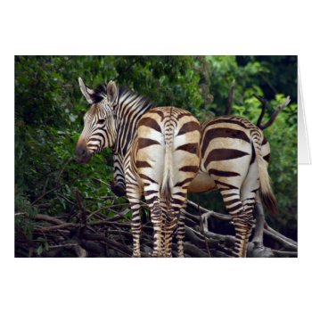 Do Stripes Make Me Look Fat? by deemac1 at Zazzle
