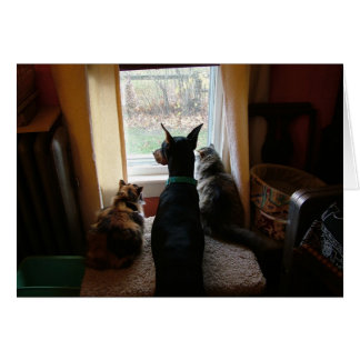 Doberman and Cats Cards