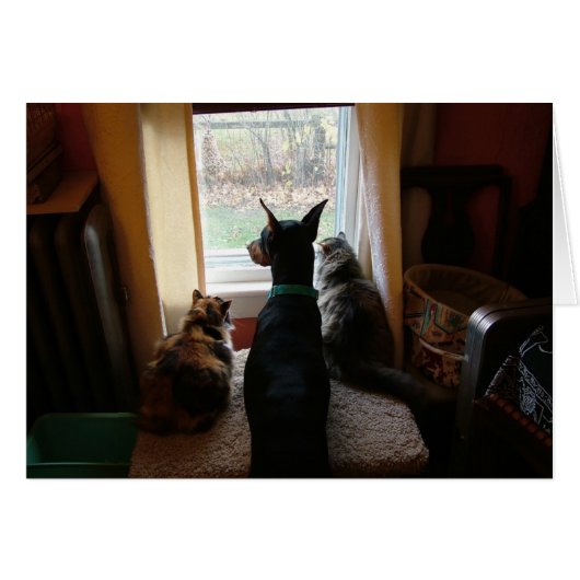 Doberman and Cats Cards (Front Horizontal)