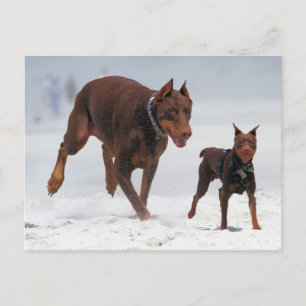Doberman and Min Pin - LOOK! A Mini Me! Postcard