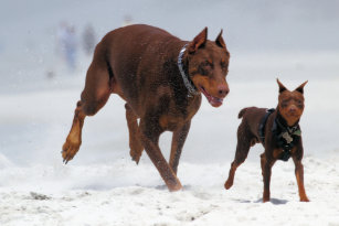 red doberman art wall décor zazzle