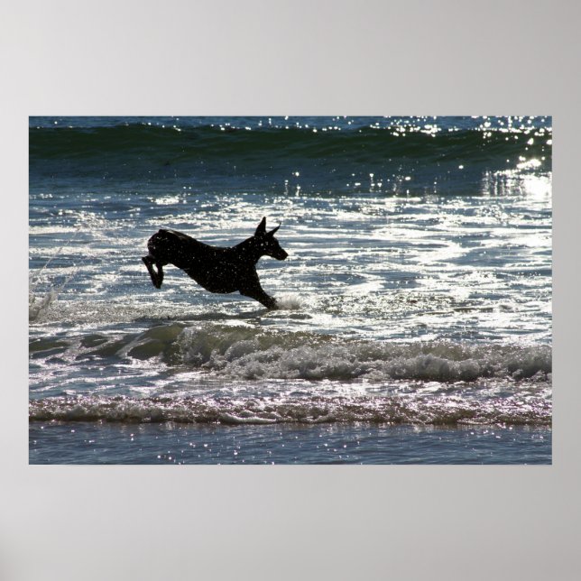 Doberman - Black - Ocean Leap Poster (Front)