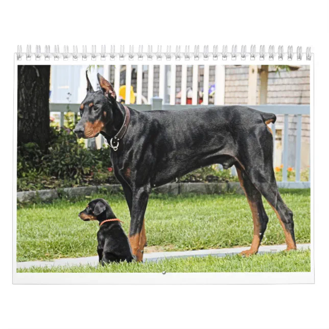 Doberman Calendar Zazzle