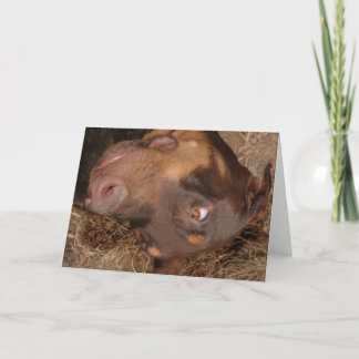 doberman card