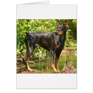 Doberman Cards