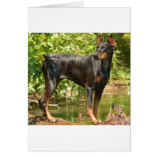 Doberman Cards (Front)
