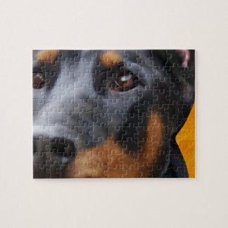 Doberman Close Up Jigsaw Puzzle