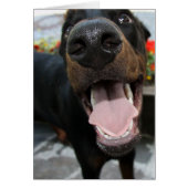 doberman-close up.png (Front)