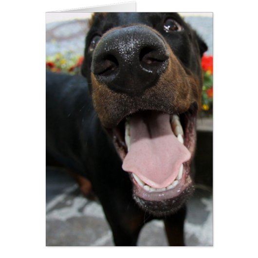 doberman-close up.png cards (Front)
