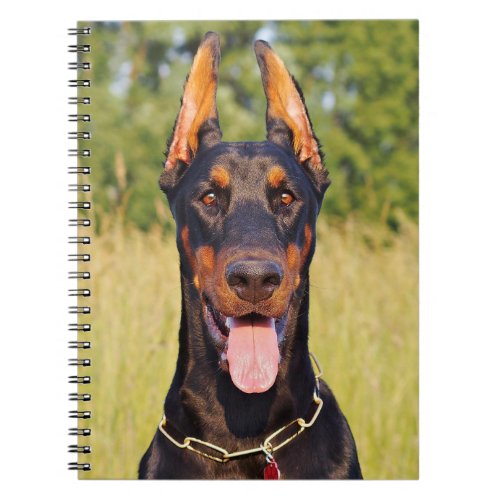 Doberman dog beautiful photo portrait notebook