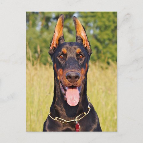 Doberman dog beautiful photo postcard