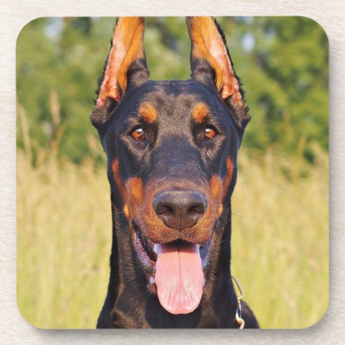 Doberman dog photo portrait coaster