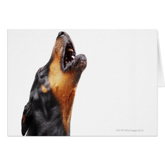 Doberman howling, close-up cards (Front Horizontal)