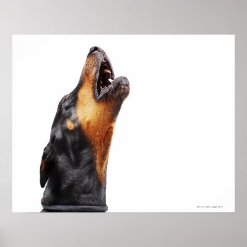 Doberman howling close_up poster