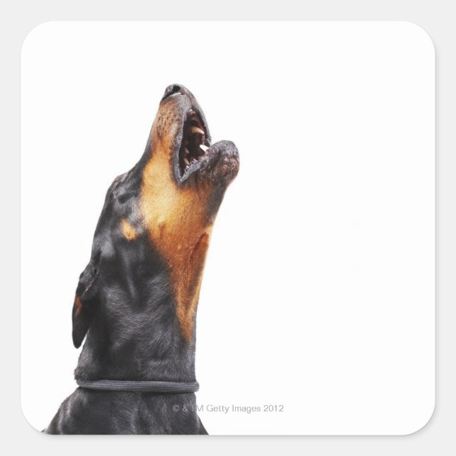 Doberman howling square sticker (Front)