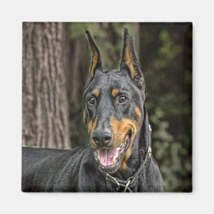 Doberman in Forest Magnet