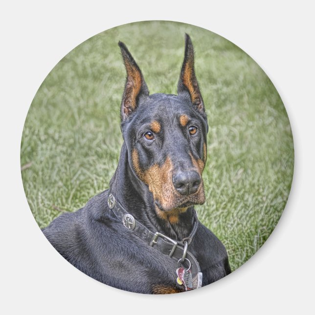 Doberman in Grass Magnet (Front)