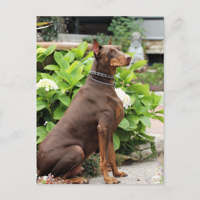 Doberman - In the Church Garden Postcard (Front)