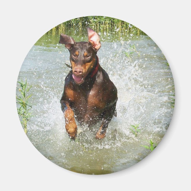 Doberman Magnet (Front)