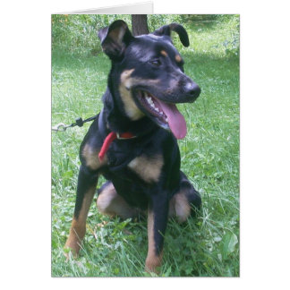 Doberman Mix Puppy Cards
