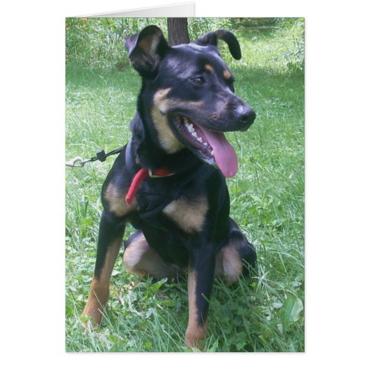 Doberman Mix Puppy Cards (Front)