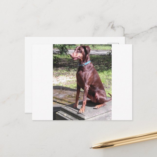 doberman network postcard (Front/Back In Situ)