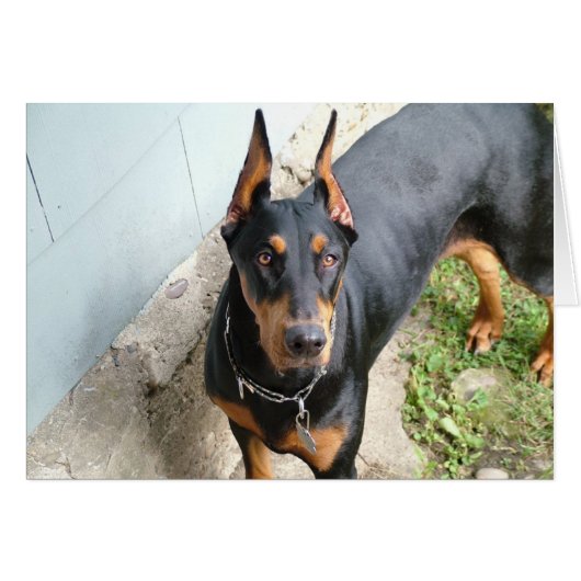 Doberman Pincher (Front Horizontal)