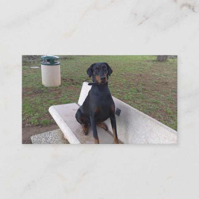 doberman pincher sitting business card (Front)