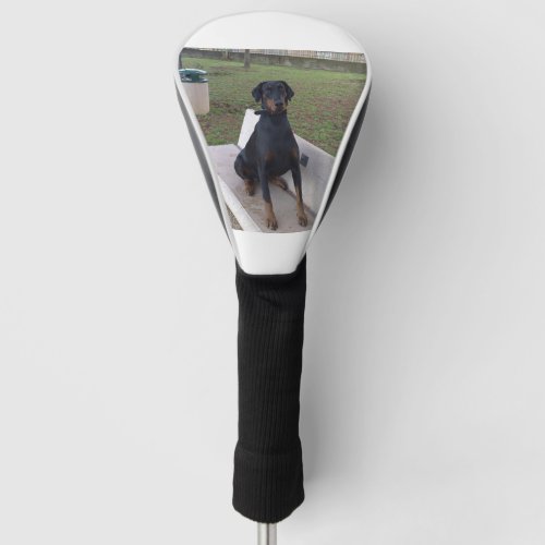 doberman pincher sitting golf head cover