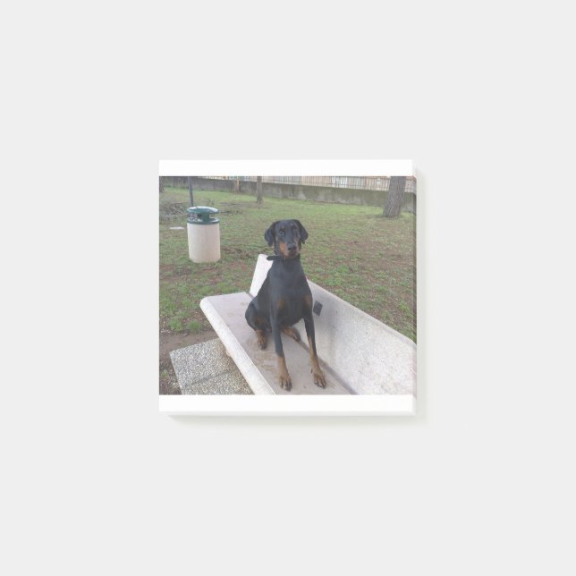 doberman pincher sitting post-it notes (Front)