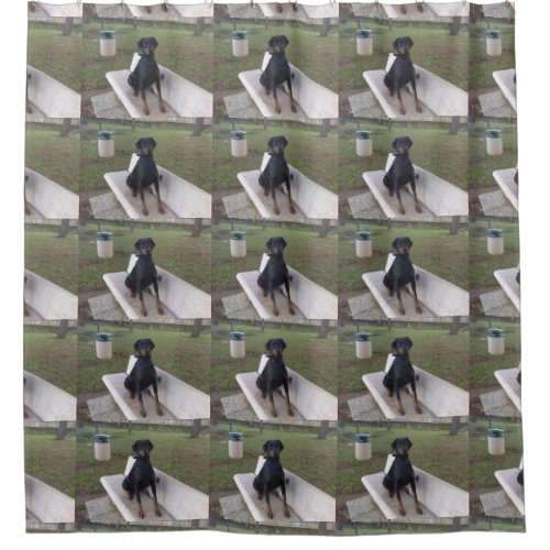 doberman pincher sitting shower curtain