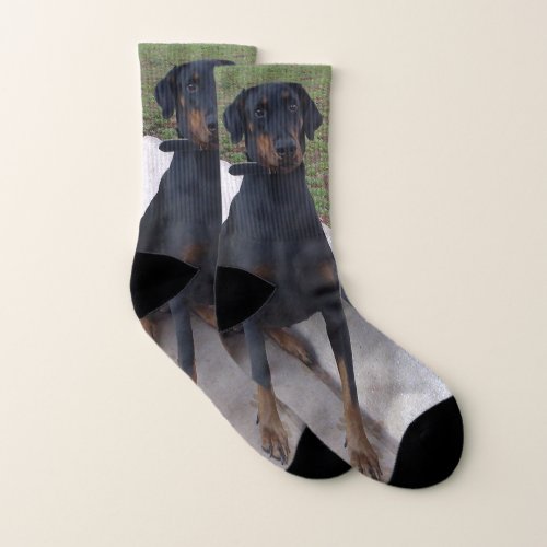 doberman pincher sitting socks