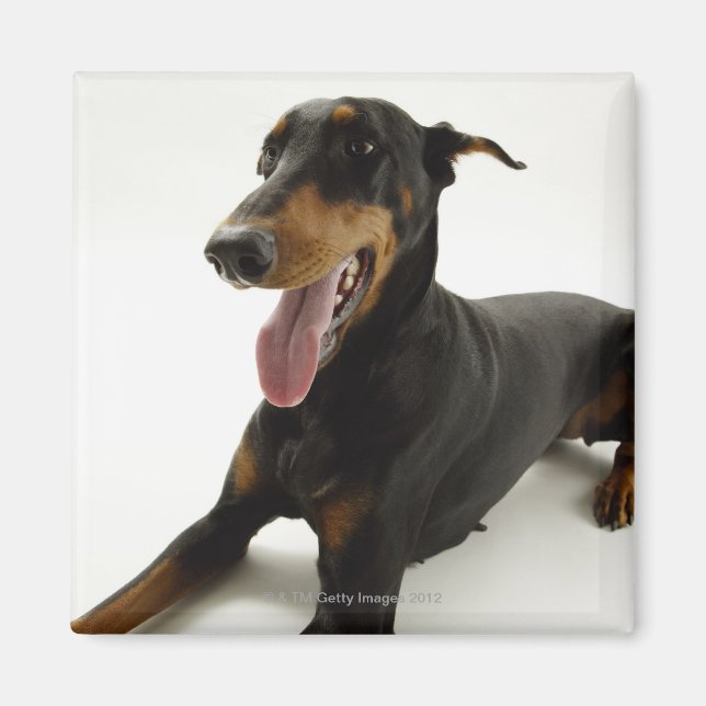Doberman Pinscher 2 Magnet (Front)