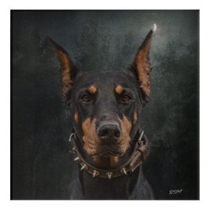 Doberman Pinscher Acrylic Print